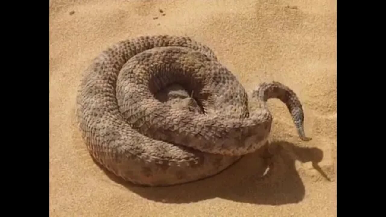 Cat and snake attack