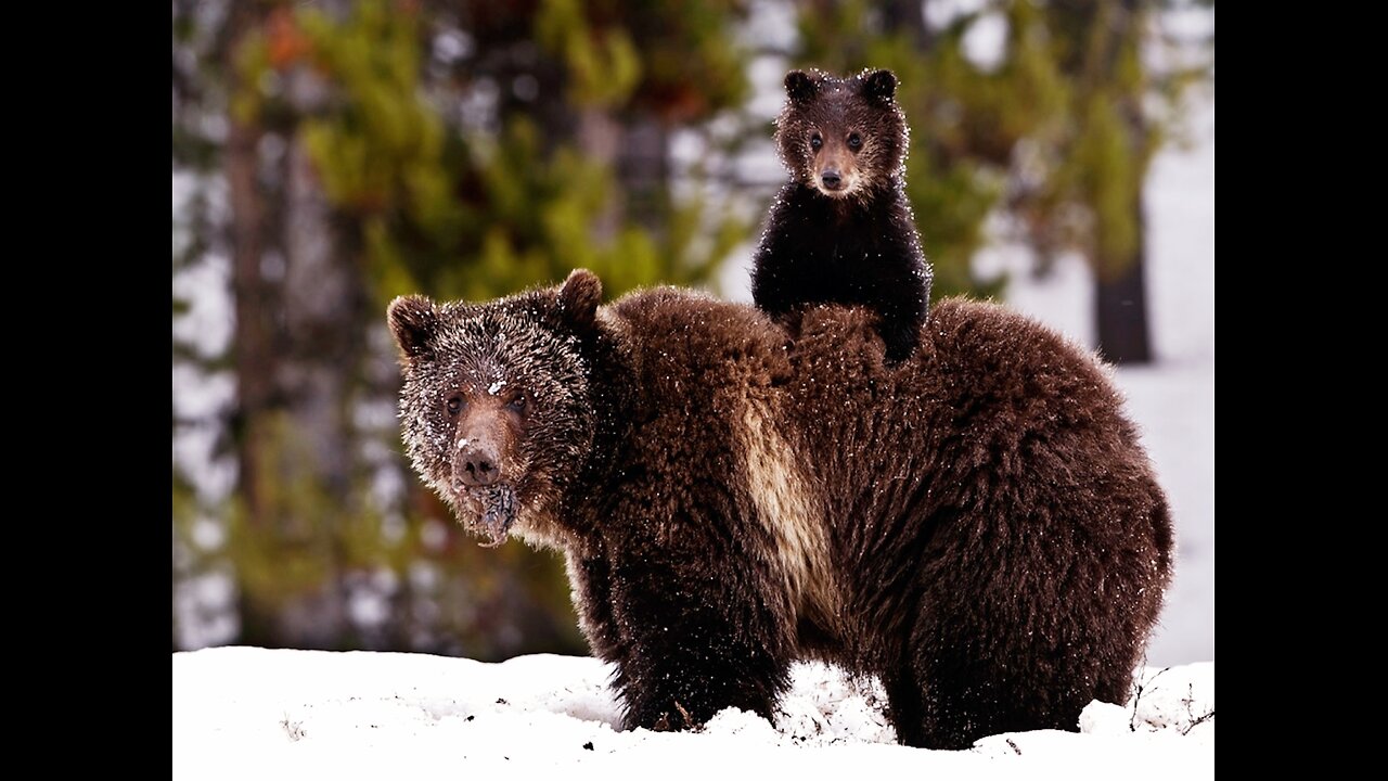 A Fragile Future for the Yukon's lce BearsOur PlanetEarth | BBC Earth 🌎🌍