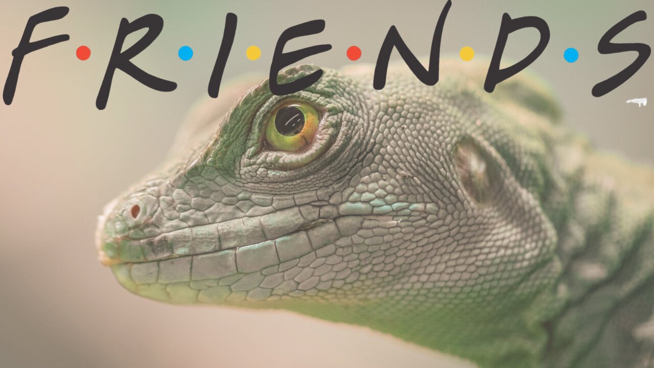 My Lizard Friends Are Better Than Your Friends #animals #animallover #podcast