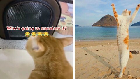 Who's going to translate it? Funny Cat Video Praise the sun!