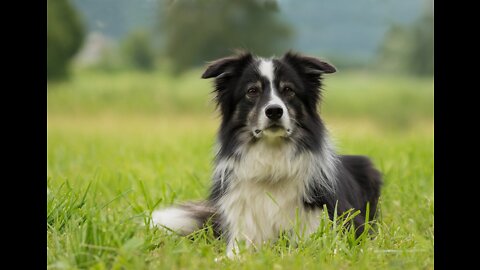 border collie dog