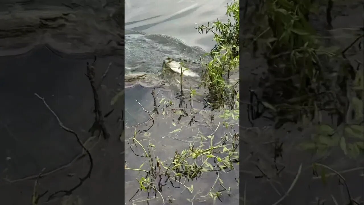 Pond Bass on a Twerkin’ Minnow/Underspin Combo. #bassfishing #bass #fishing #pondfishing #shorts