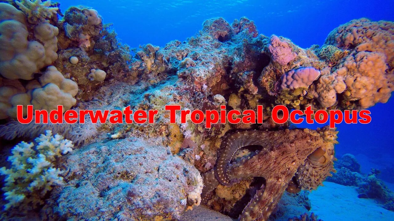 Underwater Tropical Octopus | No Copy Right | Free Video