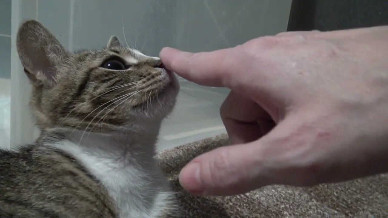 A Small Cat With Large Pupils