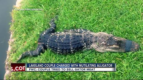 Lakeland couple accused of killing trapped alligator, trying to sell meat door-to-door