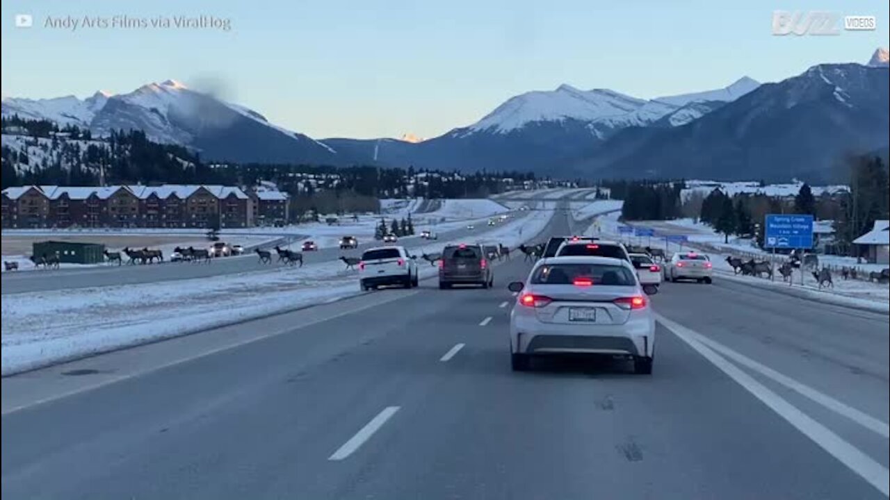 La police canadienne interrompt le trafic pour des cerfs