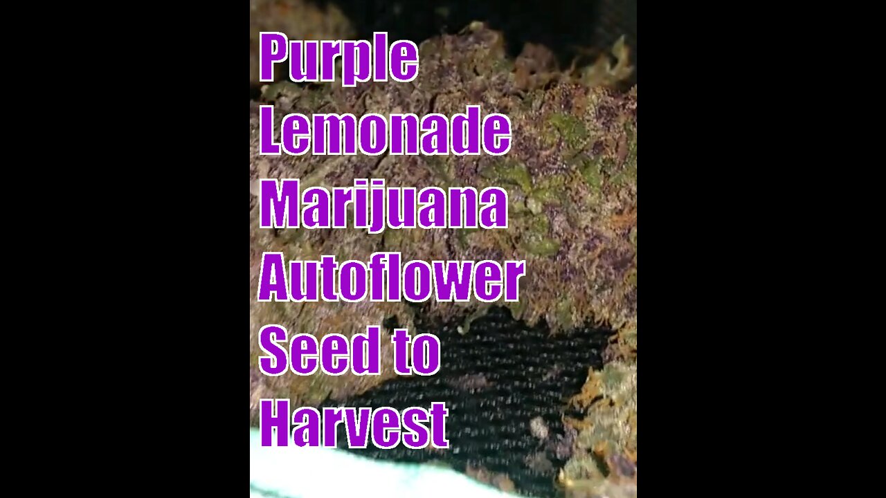 Purple Lemonade Autoflowers. Grow Weed At Home. Seed to Harvest