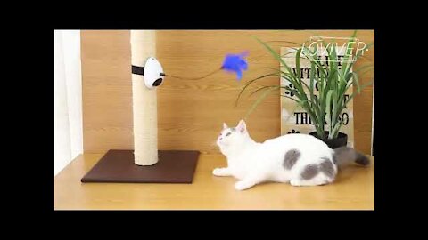 Cat Reaction to Cat Toy - Funny Cat Toy Reaction Compilation