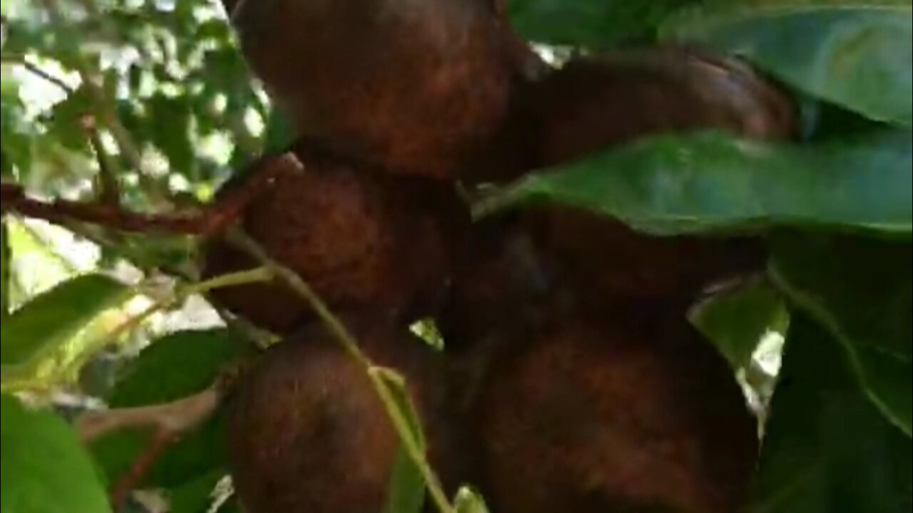 Jengkol tree | Jengkol fruit