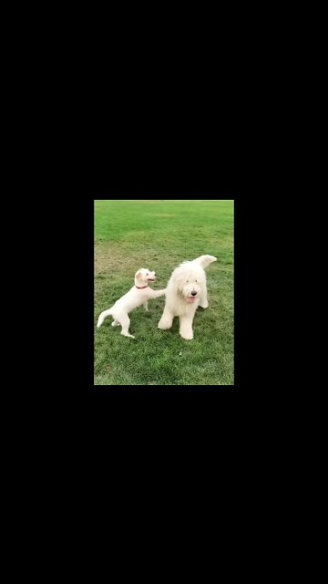 Ares Jack Russell dog and golden doodle Bosco