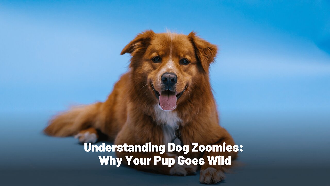 Understanding Dog Zoomies: Why Your Pup Goes Wild