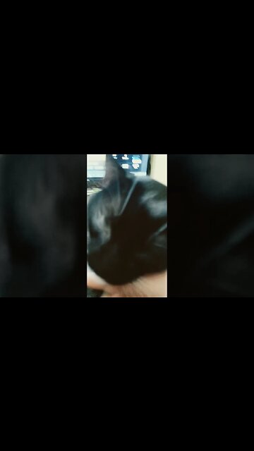 Cat getting petted #shortsfeed #shortsvideo #cat #youtubeshorts #catvideos