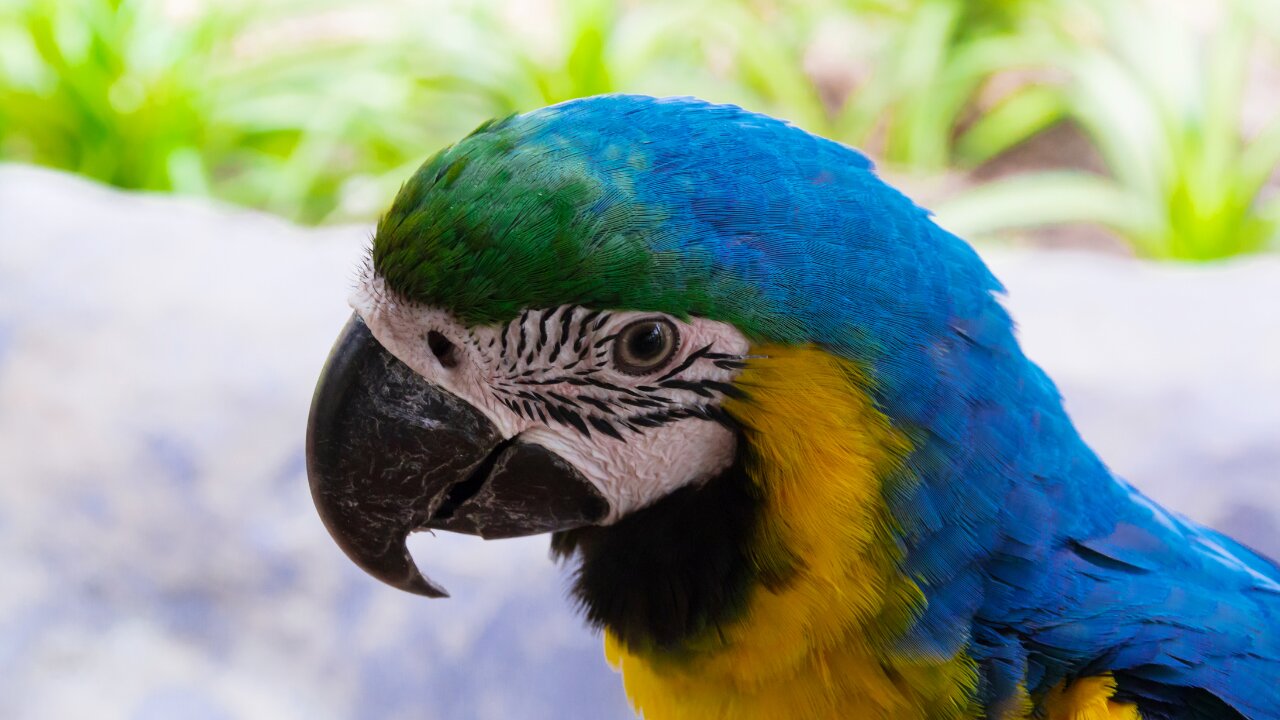 Exploring the Animal Friends of PetSmart