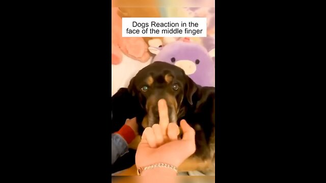 Dog’s Reaction In The Face Of The Middle Finger 😂 So Funny