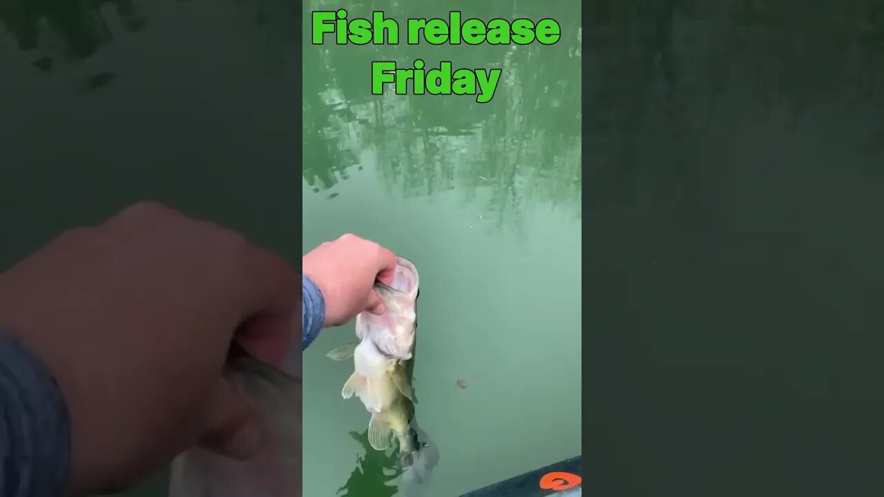 fish release friday- customer submission- #fishing # fishrelease