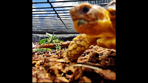 Curious Baby Tortoise Inspects Camera