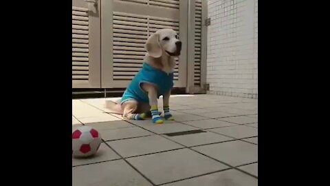 Best funny dog clip
