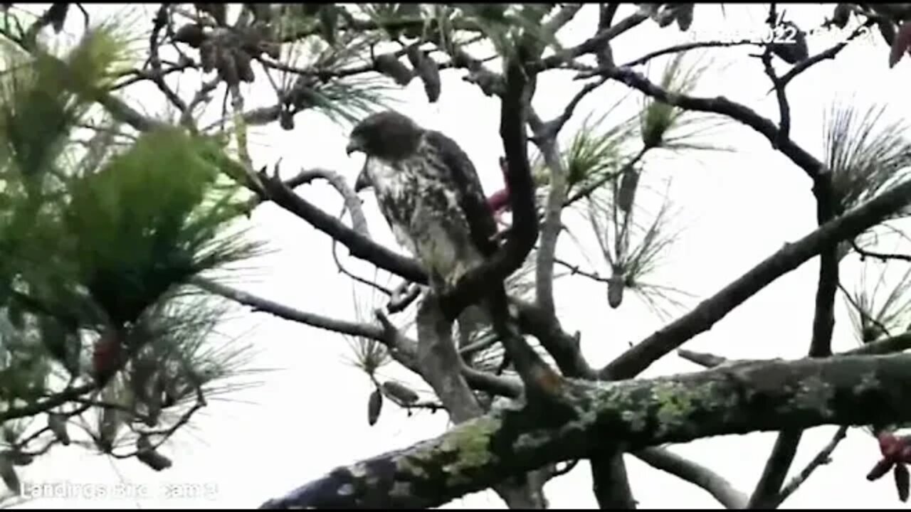 Red Tailed Hawk By the Marsh 🌲 11/25/22 16:19