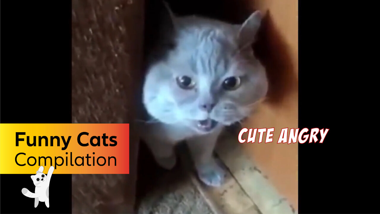 Funny and Cute Cat's Life 3