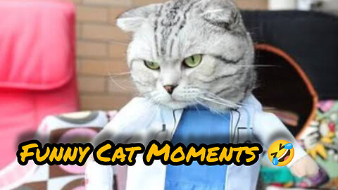 Funny Cat Moments 🤣 #petlovers #viral #rumble #youtube