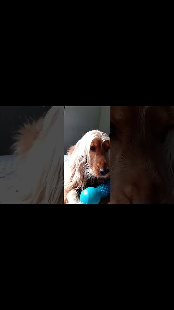 #dogshow , #animals , #dogs , #shorts