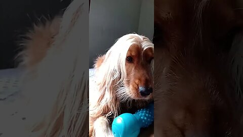 #dogshow , #animals , #dogs , #shorts