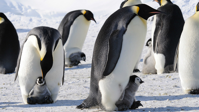 Awesome Facts About Emperor Penguins