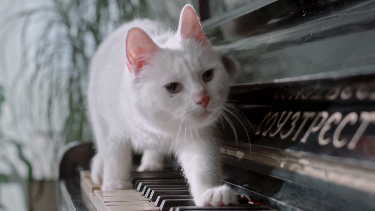 What a wonderful performance!