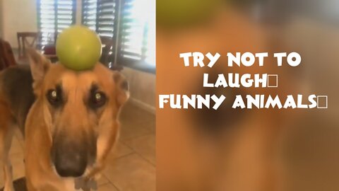 funny animals