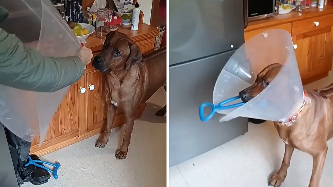 Dog Happy Puts On Cone Of Shame In Order To Play Tug-of-war