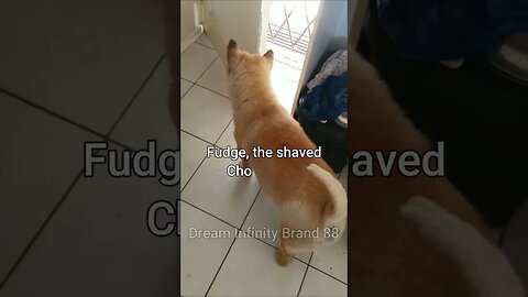 #shorts Chow Chow Dog Living in South Africa Num:9 #chowchowpuppies #chowchowdog #southafricachows