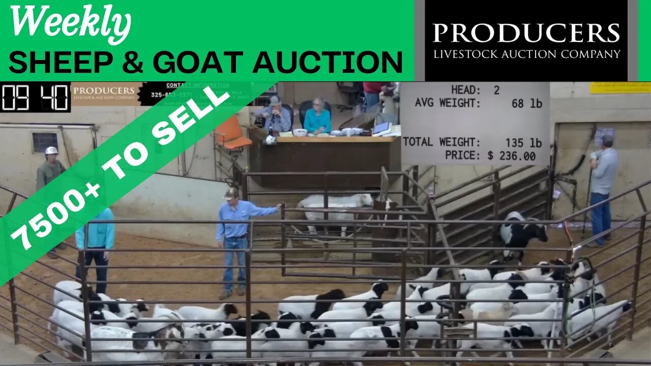 4/25/2023 - Producers Livestock Auction Company Sheep & Goat Auction