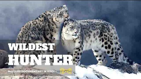 Wildest Hunter 2 - हिन्दी डॉक्यूमेंट्री | Wildlife documentary in Hindi