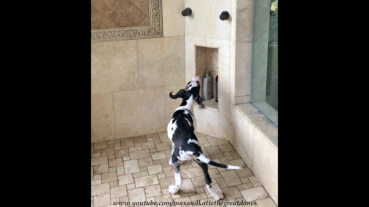 Playful Great Dane Puppy Enjoys His First Shower