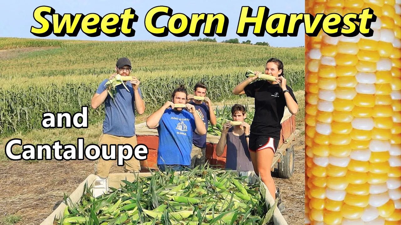 How we Harvest SWEET CORN and CANTALOUPE on our Produce Farm