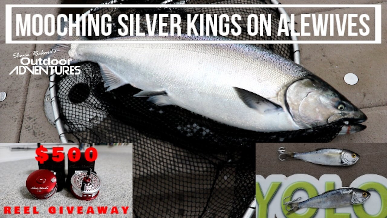 Mooching rods and Alewives for Spring Salmon - Lake Ontario Salmon fishing