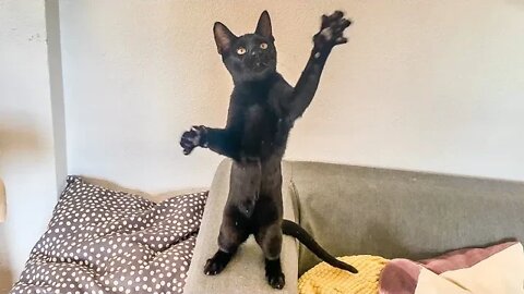 Black Kitten Dancing 😹😻😸