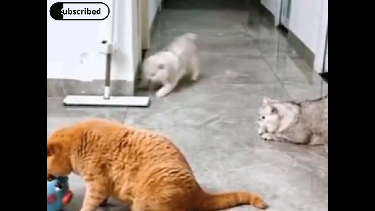 funniest clever cat🤣😂 trending video