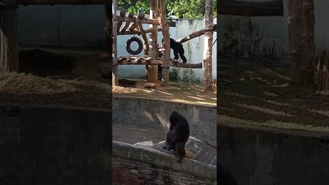 Chimpanzee family all relaxed .🥰