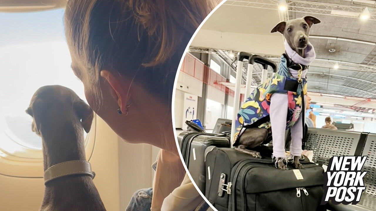 Pampered pooch's $6K trip around Europe is dog-gone crazy