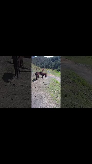 Young horses with old sick herd mate
