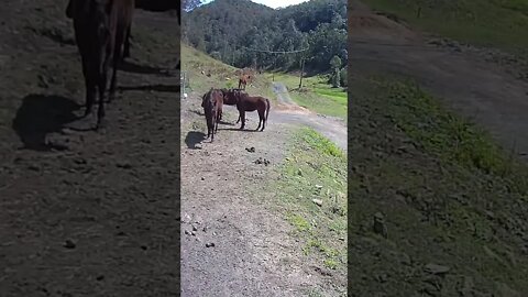 Young horses with old sick herd mate