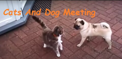 Cats and Dogs Meeting Each other For The First, dogs and cats funny videosTime, dogs meeting each other for the first time