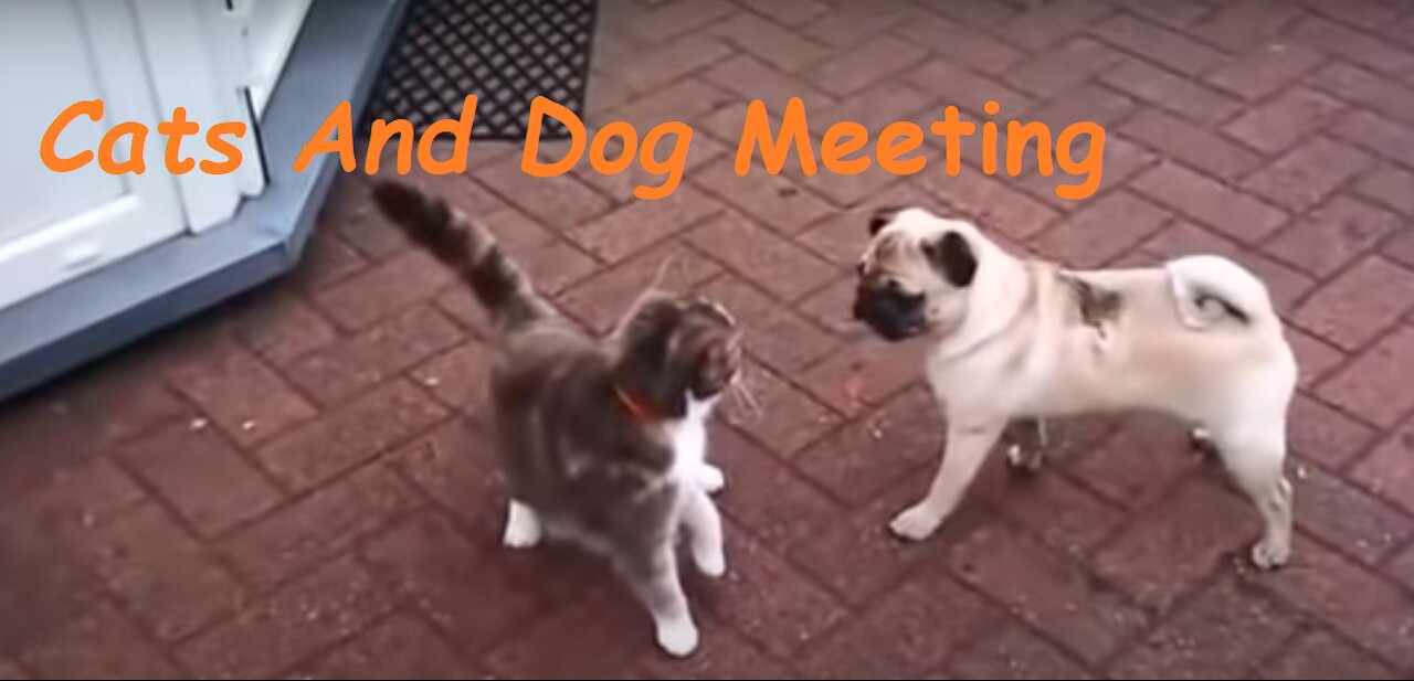 Cats and Dogs Meeting Each other For The First, dogs and cats funny videosTime, dogs meeting each other for the first time