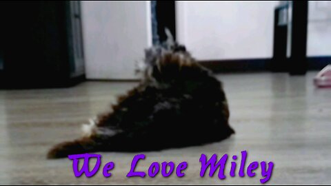 We Love Miley 1 *Animal Lovers*