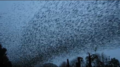 L'impressionante volo di migliaia di storni