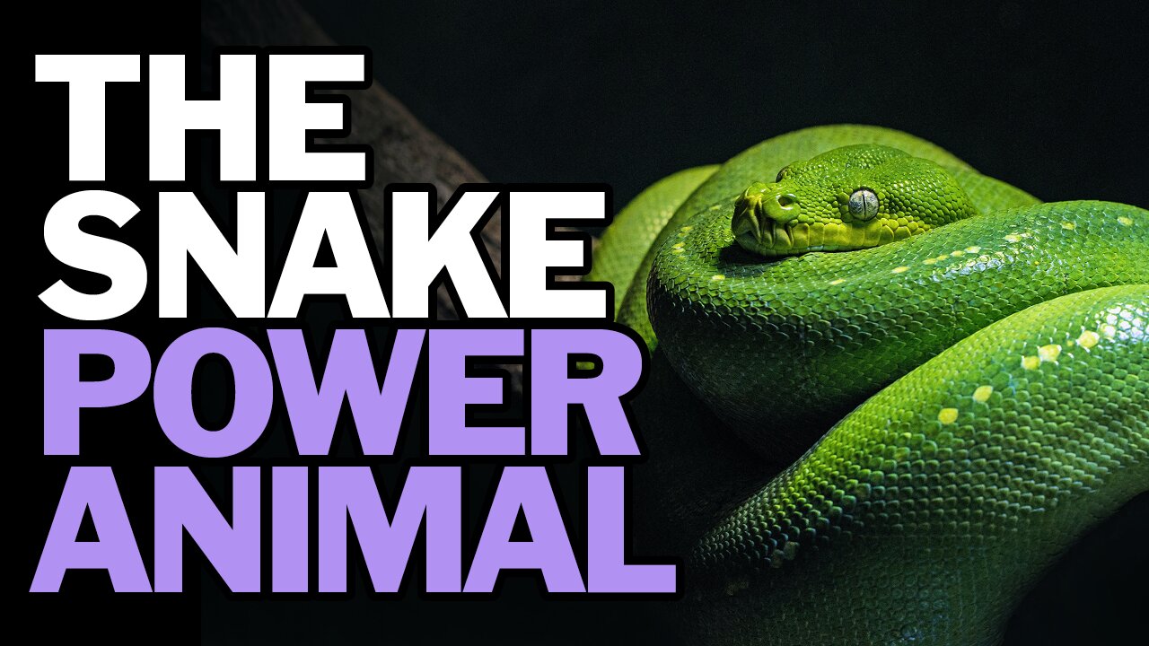 The Snake Power Animal