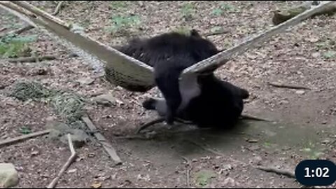 Two Bears Discover a Hammock