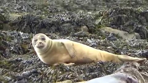 Seafari Boat Tour In Kenmare Ireland Seals Sea & More