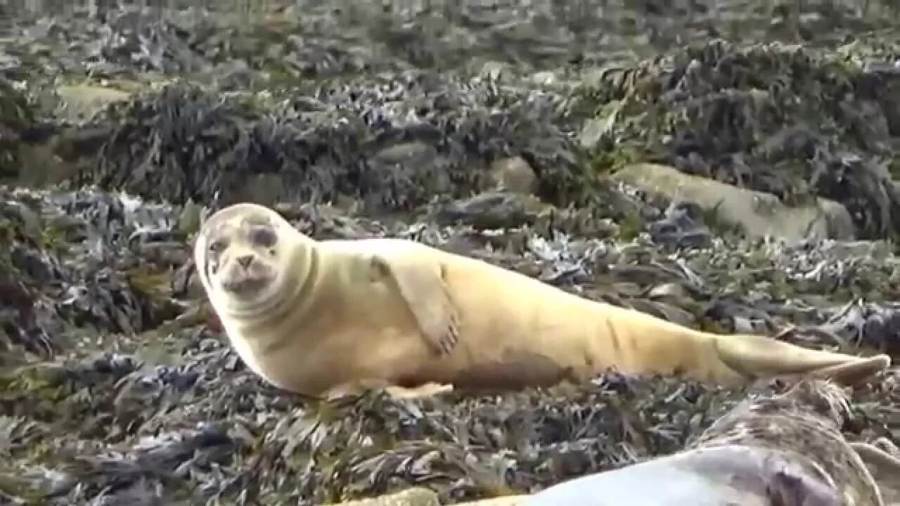 Seafari Boat Tour In Kenmare Ireland Seals Sea & More